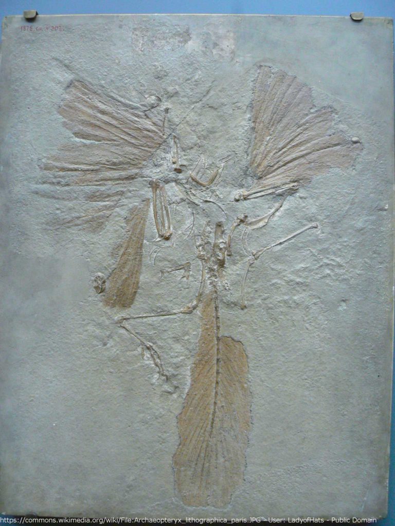 archaeopteryx lithographica fossil