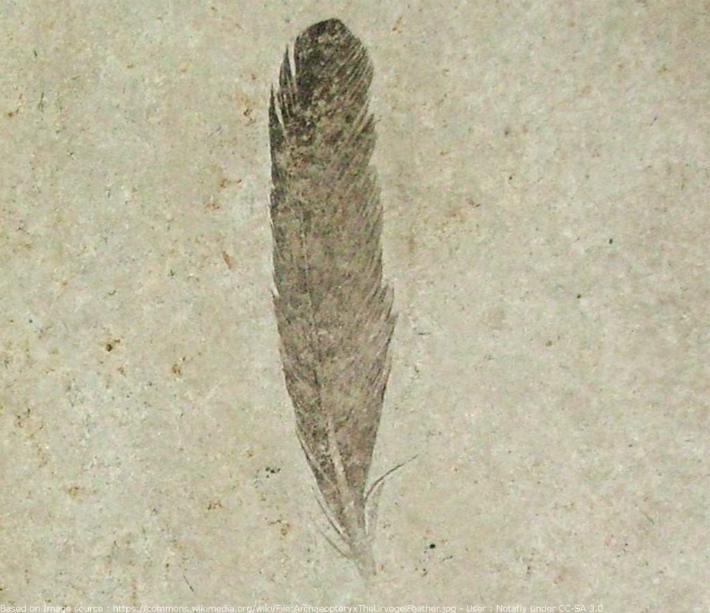 the archaeopteryx fossil