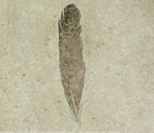 The first specimen of Archaeopteryx lithographica found in the year 1861