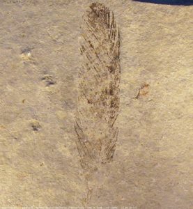 The side of the Munich Archaeopteryx specimen Photographed in 2009.
