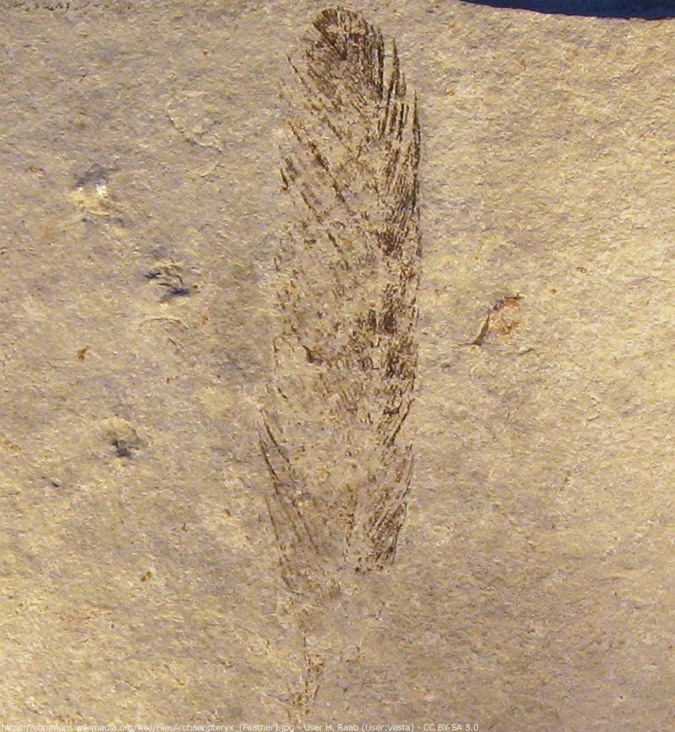 the archaeopteryx fossil