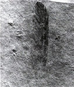 First fossil of Archaeopteryx lithographica